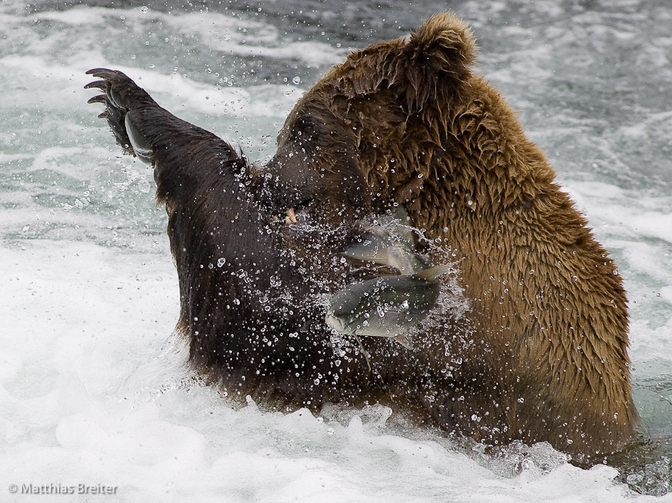 A brown bear catching a salmon in churning water, photograph by Matthias Breiter