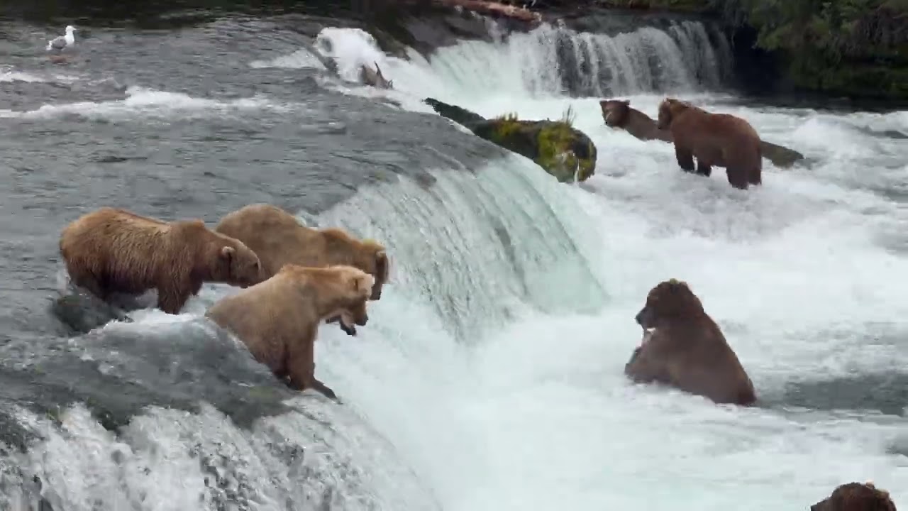 Brown bears standing in the rushing water at Brooks Falls